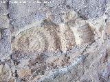 Ammonites Ochetoceras - Ochetoceras canaliculatum. Contadero - Los Villares