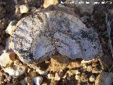 Ammonites Ochetoceras - Ochetoceras canaliculatum. Arroyo Padilla - Jan