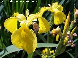 Lirio amarillo - Iris pseudoacorus. Tozar - Mocln