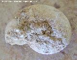 Ammonites Phylloceras - Phylloceras sp.. Arroyo Padilla - Jan