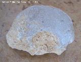 Ammonites Phylloceras - Phylloceras sp.. Arroyo Padilla - Jan