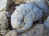 Ammonites Phylloceras - Phylloceras sp.. Prado Maguillo - Santiago Pontones