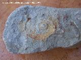 Ammonites Neolissoceras - Neolissoceras grasianum. Los Caones - Los Villares