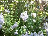 Conejitos - Linaria lilacina. Jan