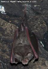 Murciélago pequeño de herradura - Rhinolophus hipposideros. Cueva Secreta - Jaén