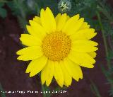 Corona de rey - Chrysanthemum segetum. Arquillos