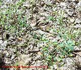 Lecheterna romeral - Euphorbia exigua. Segura