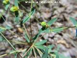 Lecheterna romeral - Euphorbia exigua. Segura