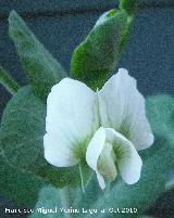 Guisante - Pisum sativum. Los Villares