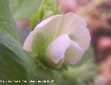 Guisante - Pisum sativum. Los Villares