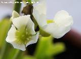 Atrapamoscas - Dionaea muscipula. Flor. Los Villares