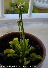 Atrapamoscas - Dionaea muscipula. Capullos. Los Villares