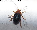Escarabajo Alticino - Altica sp.. Los Villares
