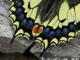 Mariposa macaón - Papilio machaon. Colores
