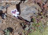 Alfilerillos - Erodium cheilanthifolium. Sierra Nevada