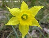 Narciso de Sierra Nevada - Narcissus nevadensis. Laguna de Valdeazores - Cazorla
