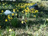 Narciso de Sierra Nevada - Narcissus nevadensis. Empanadas - Cazorla