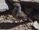 Pájaro Acentor - Prunella modularis. Sierra Nevada