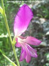 Gladiolo campestre - Gladiolus illyricus. Tajo de las Palomas - Mocln