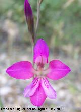 Gladiolo campestre - Gladiolus illyricus. Canjorro-Jan