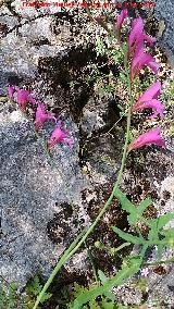 Gladiolo campestre - Gladiolus illyricus. Barranco de la Tinaja - Jan