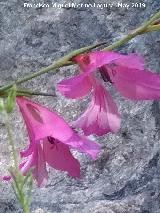 Gladiolo campestre - Gladiolus illyricus. Barranco de la Tinaja - Jan