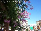 Bignonia rosa - Podranea ricasoliana. Bailn
