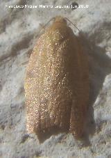 Polilla clavel - Cacoecimorpha pronubana. Los Villares