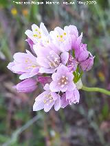 Flores. La Veleta - Los Villares Ajo de culebra - Allium roseum. Flores. La Veleta - Los Villares