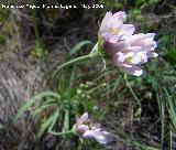 Ajo de culebra - Allium roseum. Los Caones. Los Villares