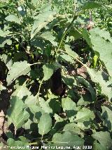 Berenjena - Solanum melongena. Sorbas