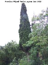 Ciprs piramidal - Cupressus sempervirens pyramidalis. La Baizuela - Torredelcampo
