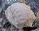 Ammonites Schloenbachia