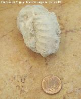 Ammonites Schloenbachia - Schloenbachia varians. Arroyo Padilla - Jan