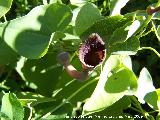 Candiles - Aristolochia baetica. Canjorro. Jan