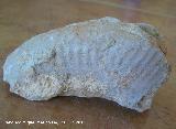 Ammonites Crioceras duvali - Crioceratites duvali. Arroyo Padilla - Jan