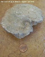Ammonites Craspedites - Craspedites subditus. Arroyo Padilla - Jan