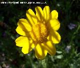 Margarita amarilla silvestre - Anacyclus radiatus. Los Caones. Los Villares