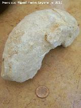 Ammonites Desmoceras - Desmoceras Loryi. Arroyo Padilla - Jan