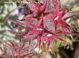 Trbol estrellado - Trifolium stellatum. Los Caones. Jan