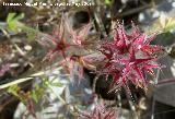 Trbol estrellado - Trifolium stellatum. Los Caones. Jan