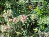 Trbol estrellado - Trifolium stellatum. Los Caones. Los Villares