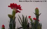 Clavel - Dianthus caryophyllus. Los Villares