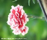 Clavel - Dianthus caryophyllus. Los Villares