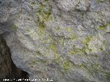 Liquen amarillo - Pleopsidium oxytonum. Sobre Caliza. Cerro Montaes - Jan