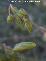 Jarilla - Helianthemum apenninum. Cuatro Picos - Jan