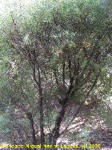Sarga - Salix eleagnos. Cazorla