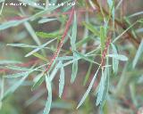 Sarga - Salix eleagnos. Cazorla