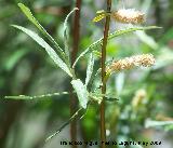 Sarga - Salix eleagnos. Pitillos. Valdepeas
