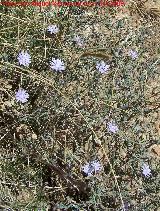 Achicoria - Cichorium intybus. El Canjorro (Jan)